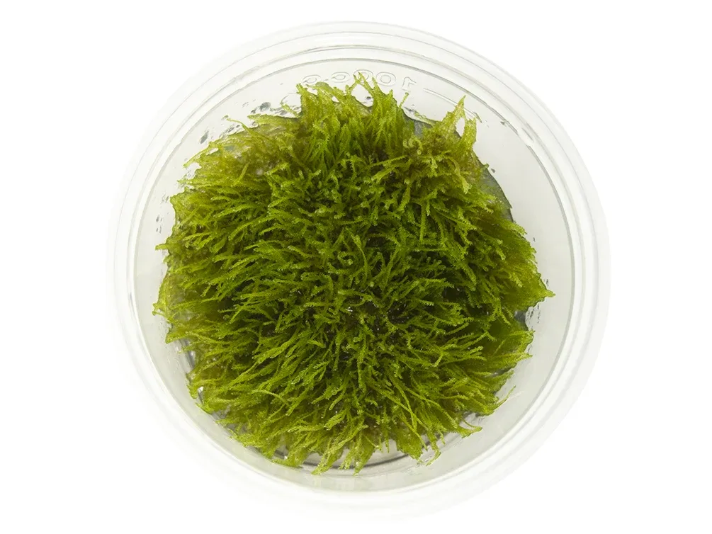 Taxiphyllum sp. "Giant Moss" Tissue Culture - Image 2