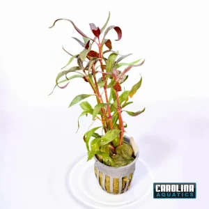 Telanthera Potted