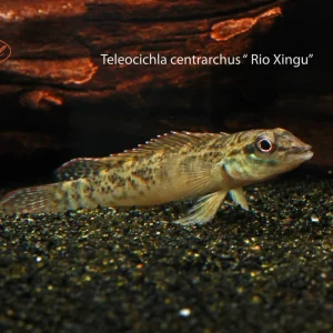 Teleocichla centrarchus
