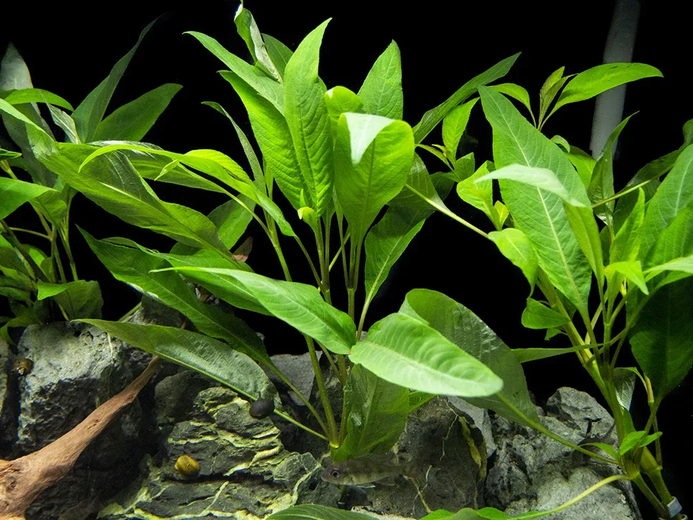 Temple Plant (Hygrophila corymbosa), potted - Image 2