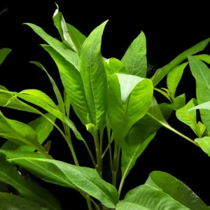 Temple Plant (Hygrophila corymbosa), potted