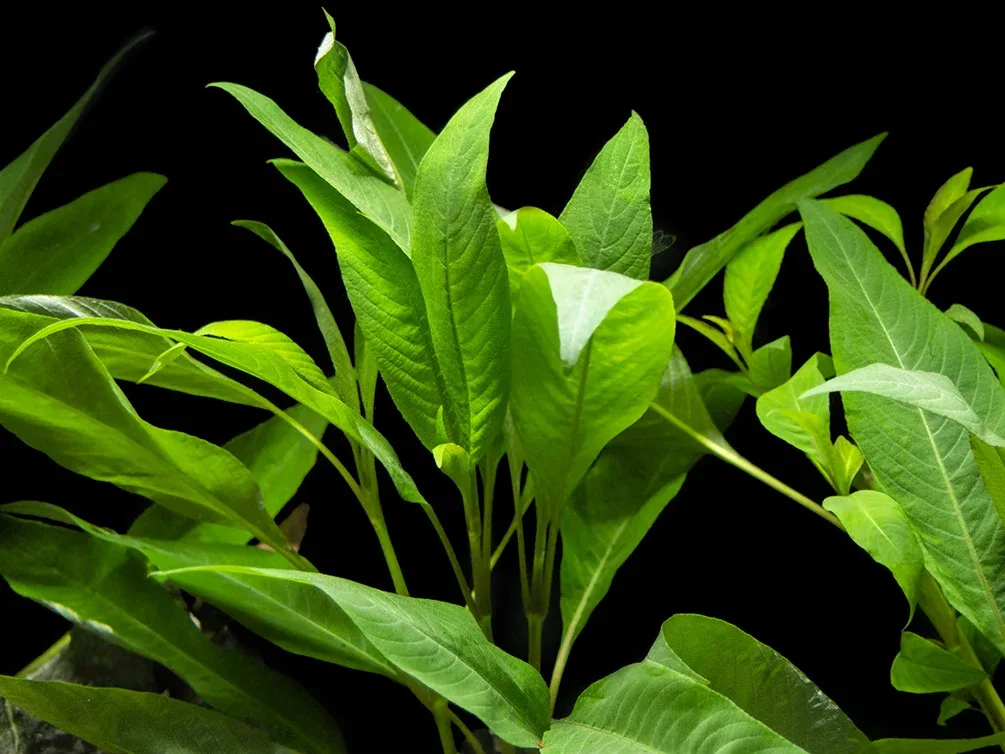 Temple Plant (Hygrophila corymbosa), potted