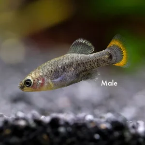 Tequila Goodeid (Zoogoneticus tequila), BREDBY: Aquatic Arts