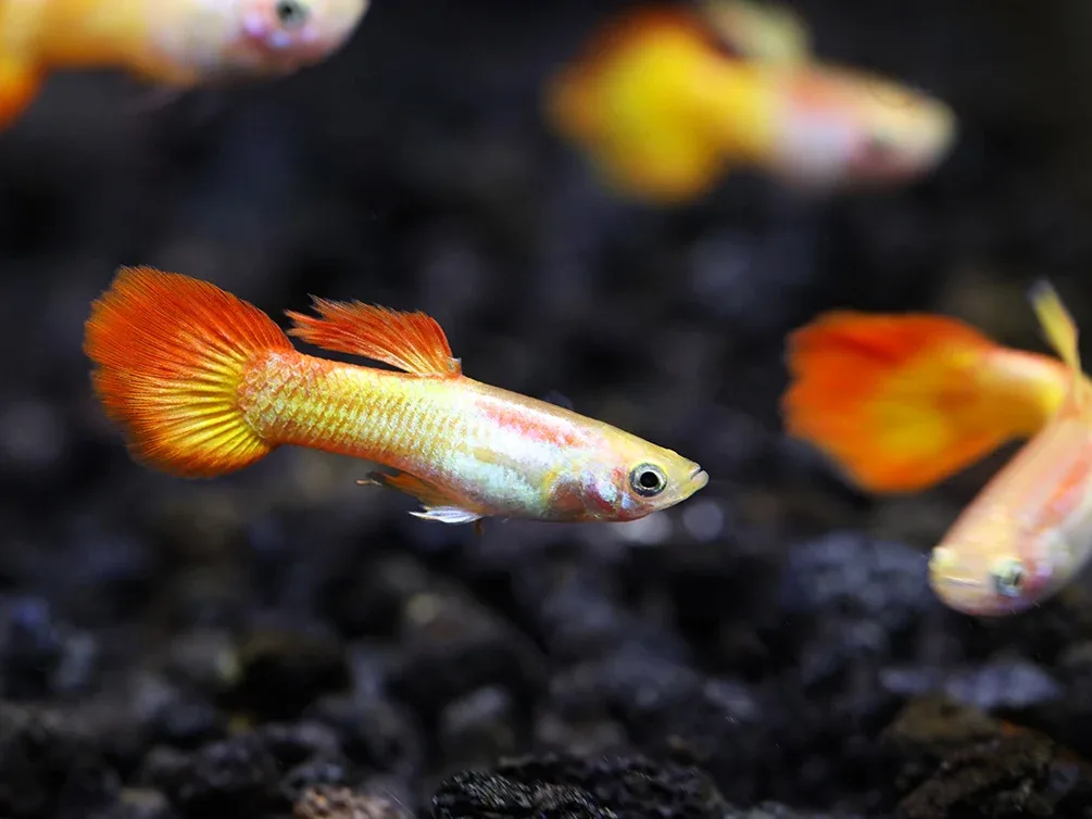 Tequila Sunrise Guppies (Poecilia reticulata) Tank Bred - Image 2
