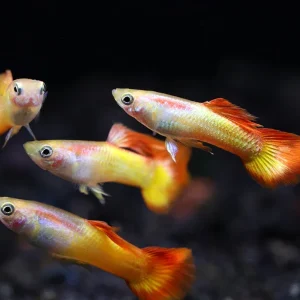 Tequila Sunrise Guppies (Poecilia reticulata) Tank Bred