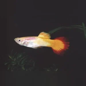 Tequila Sunrise Guppy (Pair)