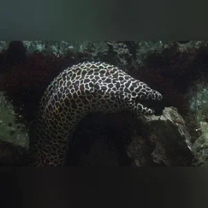 Tesselata Eel