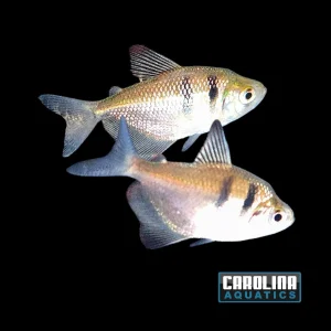 Tetra - Black