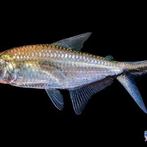 Tetra - Black Stripe Costae Lg