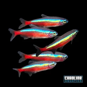 Tetra - Cardinal T.R. Lg