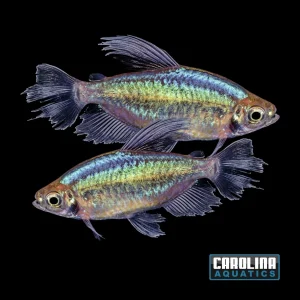 Tetra - Congo Male Lg