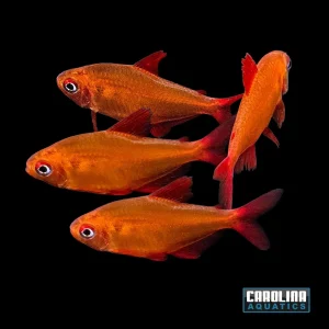 Tetra - Red Cherry Mato Grosso Med