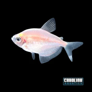 Tetra - White