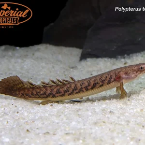Teugelsi Bichir