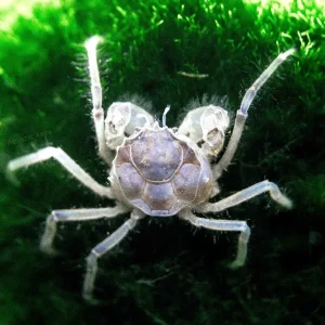 Thai Micro Crabs (Limnopilos naiyanetri)