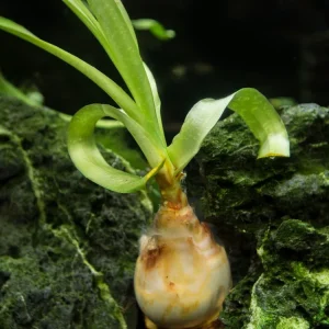 Thai Onion Plant (Crinum thaianum), Plant with Bulb