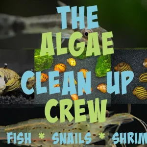 The Algae Clean Up Crew: Includes Fish, Snails, and Shrimp!