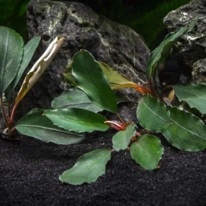 Theia Green Buce Plant (Bucephalandra sp. "Theia Green")