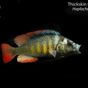 Thickskin Obliquidens