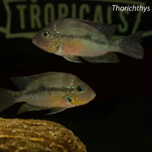 Thorichthys aureus "Blue"