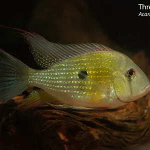 Threadfin Acara