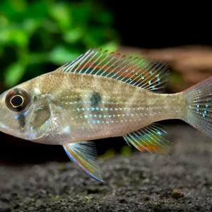 Threadfin Acara Cichlid (Acarichthys heckelii), Tank-Bred