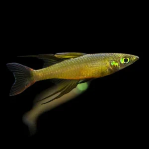 Threadfin AKA Featherfin Rainbowfish (Iriatherina werneri) - Tank-Bred!