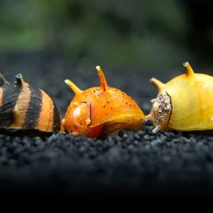 Three-Color Thorn/Horn Nerite Snail (Clithon corona/diadema)