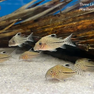 Three Lined Hoplisoma
