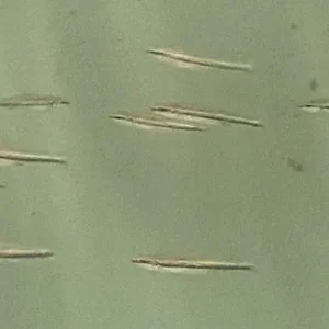 Three Lined Pencilfish