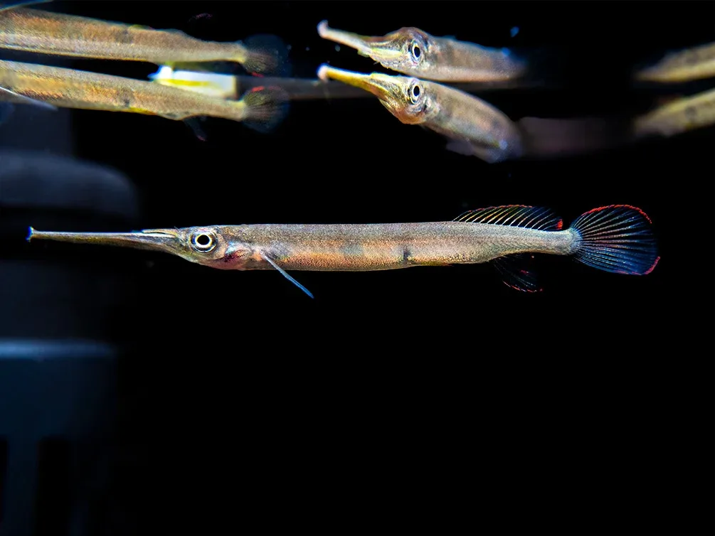 Three Spot Forest Halfbeak (Hemirhamphodon kuekenthali) - Locally Bred - Image 2
