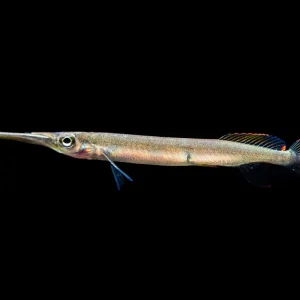 Three Spot Forest Halfbeak (Hemirhamphodon kuekenthali) - Locally Bred