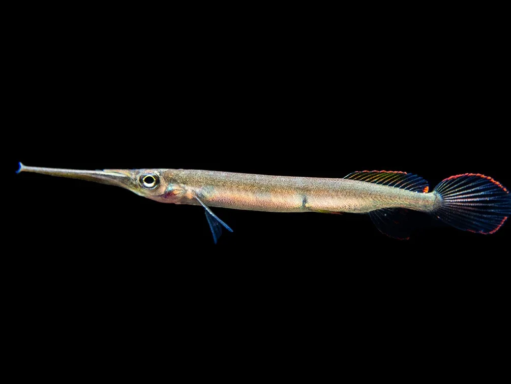 Three Spot Forest Halfbeak (Hemirhamphodon kuekenthali) - Locally Bred