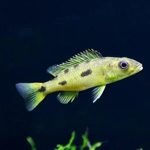 Three spot Torpedo Cichlid (Exochochromis Anagenysy) – Locally Bred