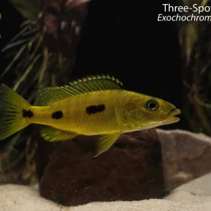 Three-Spot Torpedo Hap