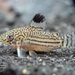 Threestripe AKA False Juli's Cory Catfish (Corydoras trilineatus), LOCALLY BRED!!!