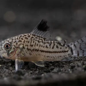 Threestripe AKA False Juli's Cory Catfish (Corydoras trilineatus), Tank-Bred!