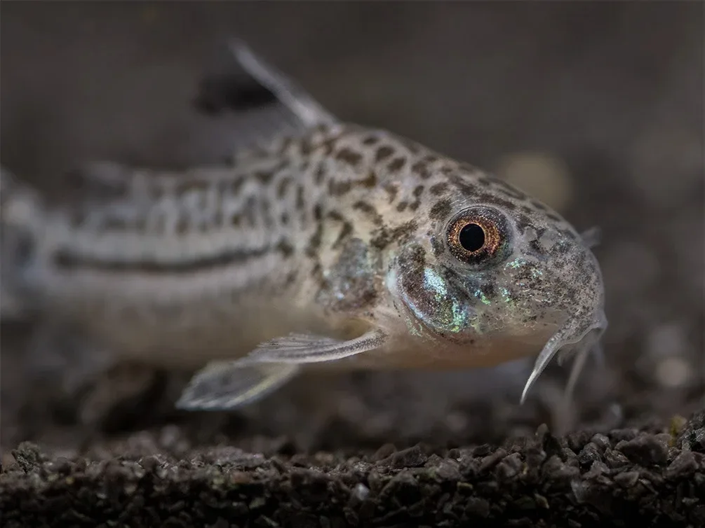 Threestripe AKA False Juli's Cory Catfish (Corydoras trilineatus), Tank-Bred! - Image 2