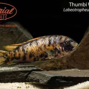 Thumbi West OB