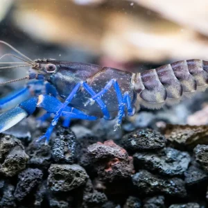 Thunderbolt Blue Moon Crayfish (Cherax pulcher x C. boesemani 'Type 3'), USA Bred!