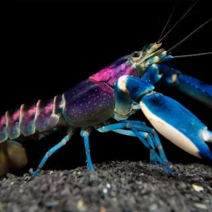 Thunderbolt Crayfish (Cherax pulcher)