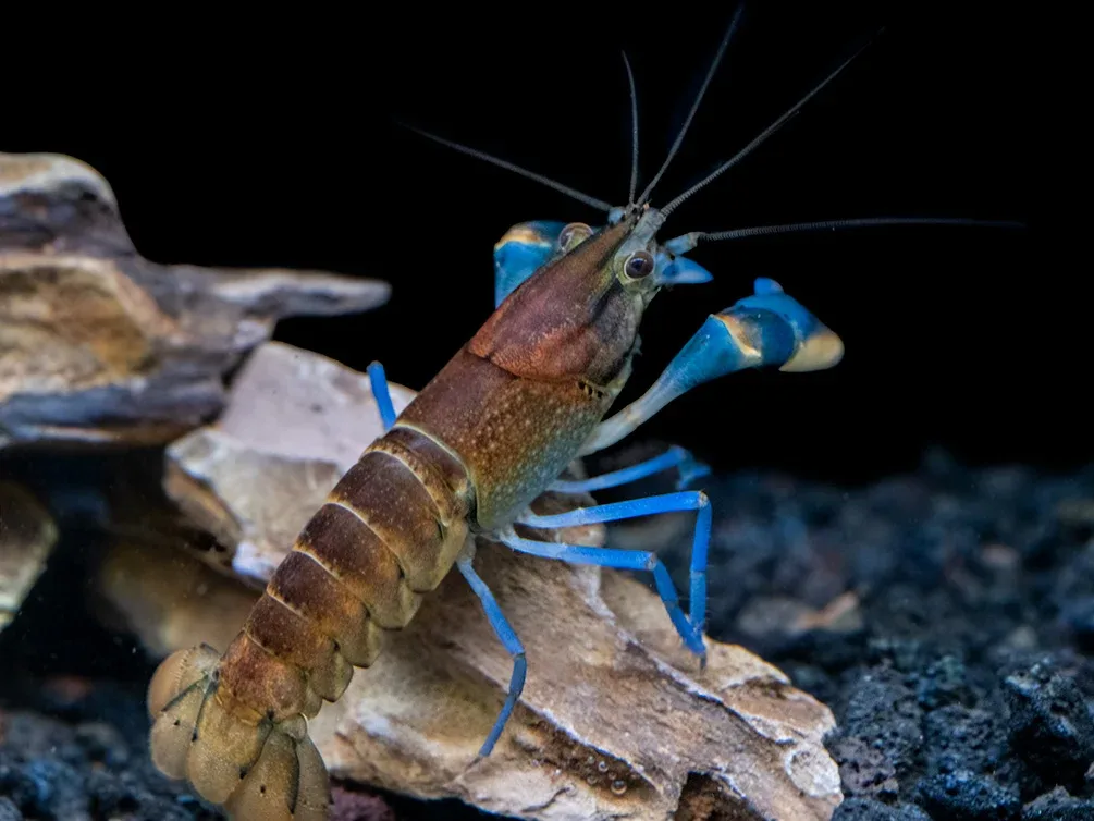 Thunderbolt Snakeskin Crayfish (Cherax pulcher x C. boesemani), USA Bred! - Image 2