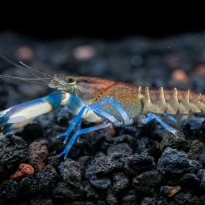 Thunderbolt Snakeskin Crayfish (Cherax pulcher x C. boesemani), USA Bred!