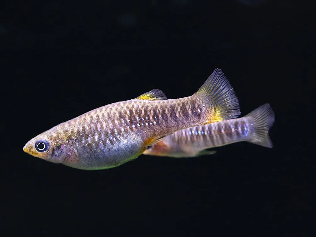 Tiburon Limia (Limia tridens) – USA Bred - Image 2