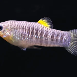 Tiburon Limia (Limia tridens) – USA Bred