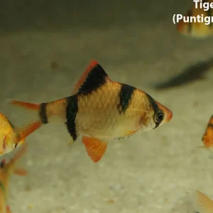 Tiger Barb