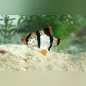 Tiger Barb (Lot of 6)