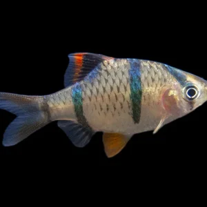 Tiger Barb (Puntigrus tetrazona), Tank-Bred