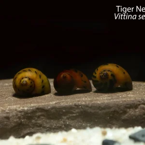 Tiger Nerite Snail