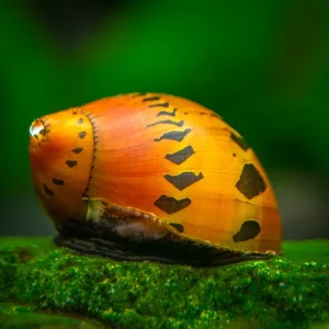 Tiger Nerite Snails (Neritina semiconica)